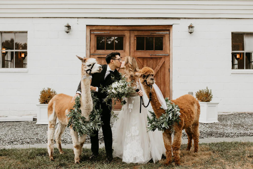 bride and groom kissing and holding two llamas wearing a veil and a wreath